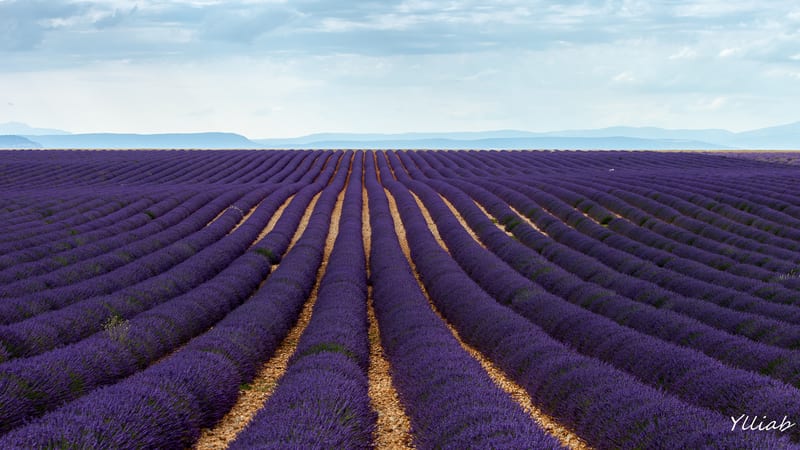 Valensole lavender fields in blooming season