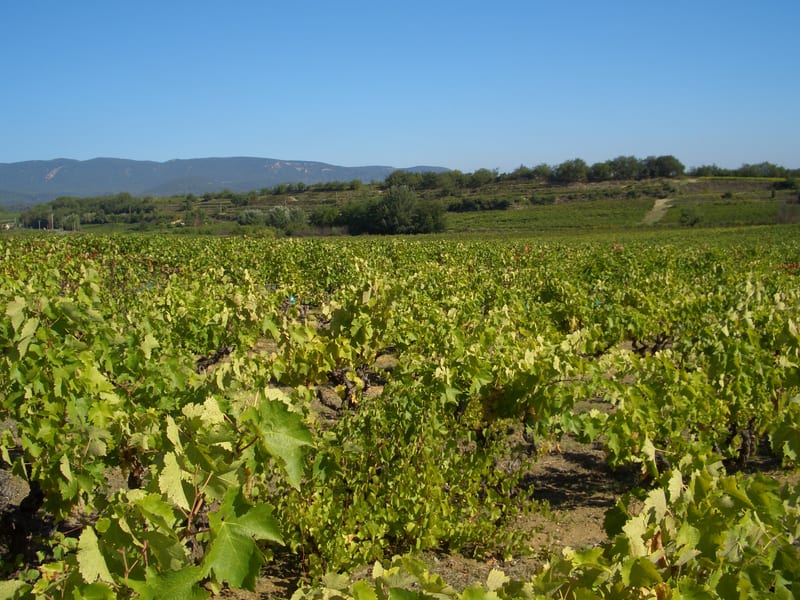 Provençal wine tasting near Marseille, Cassis and Bandol